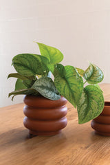 5" Motley Pot