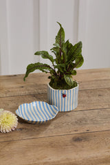 4.5" Ladybug Pot with Saucer