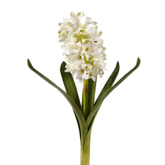 12.5" White Hyacinth