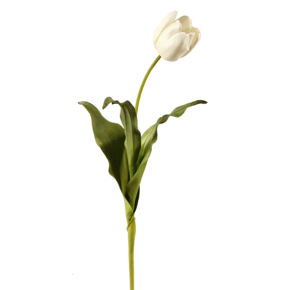 24.5" White Dutch Tulip