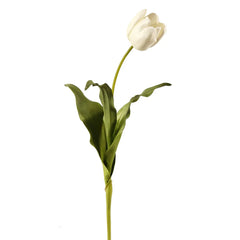 24.5" White Dutch Tulip