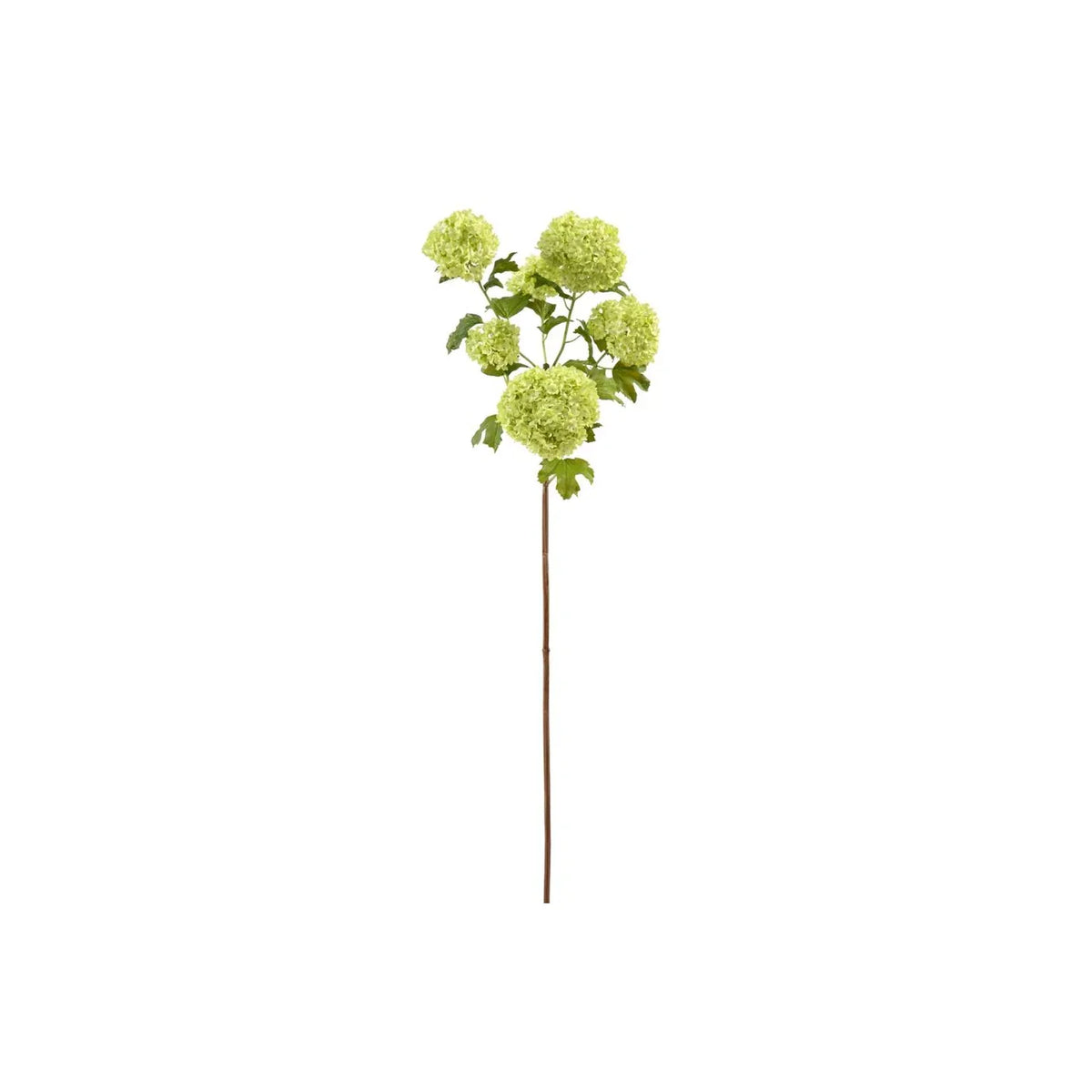 44" Light Green Viburnum