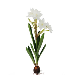 20" White Paperwhites with Bulb