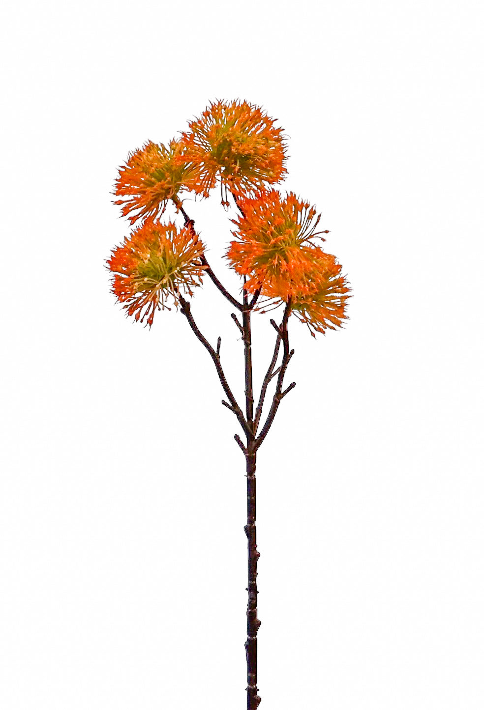 21" Dark Orange 5-Ball Centaurea Thistle Spray
