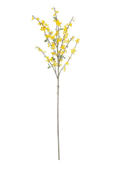 44" Forsythia Stem