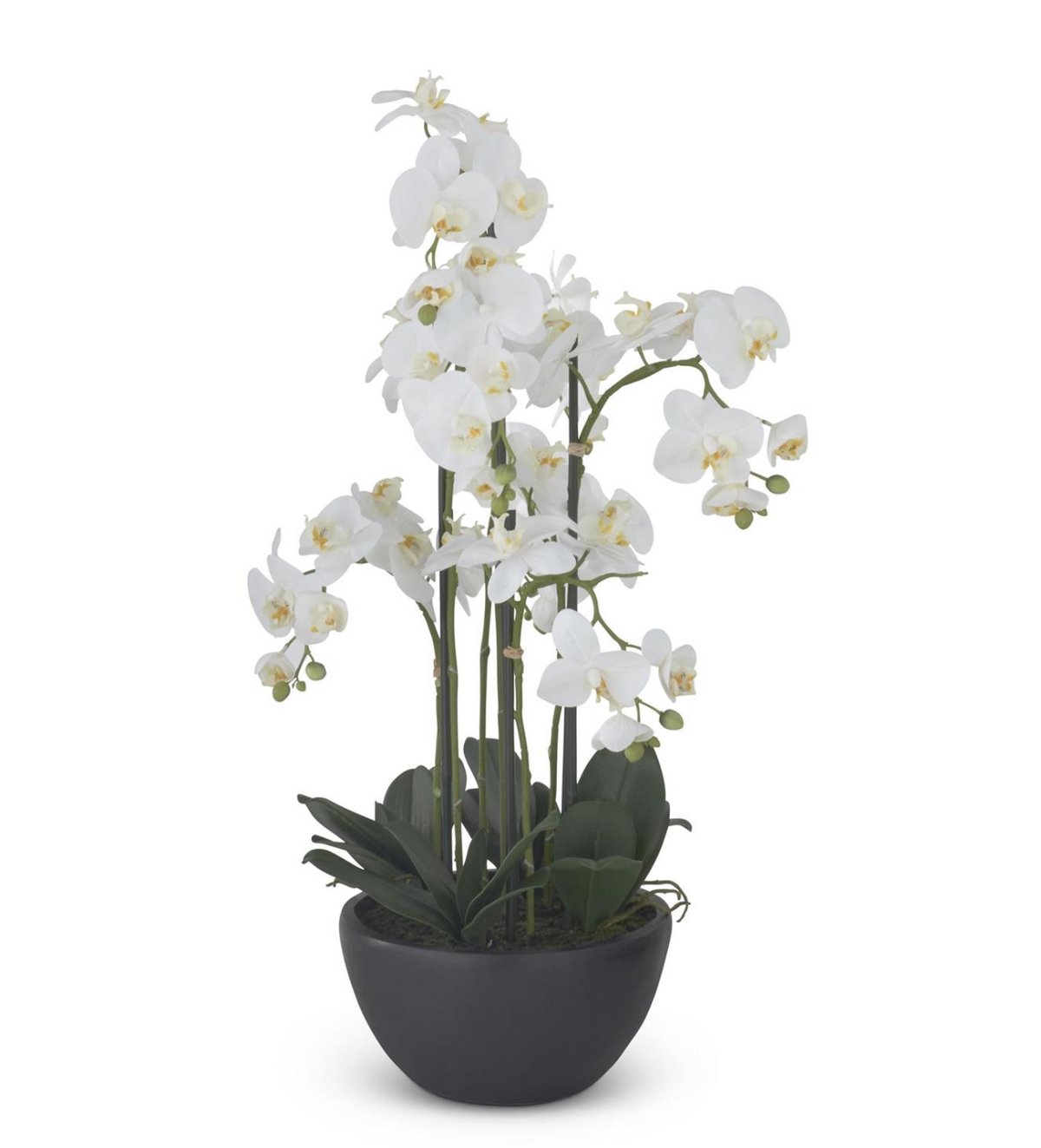 33" Real-Touch 7-Shoot Orchid Plant