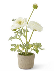 14" Ranunculus in Clay Pot
